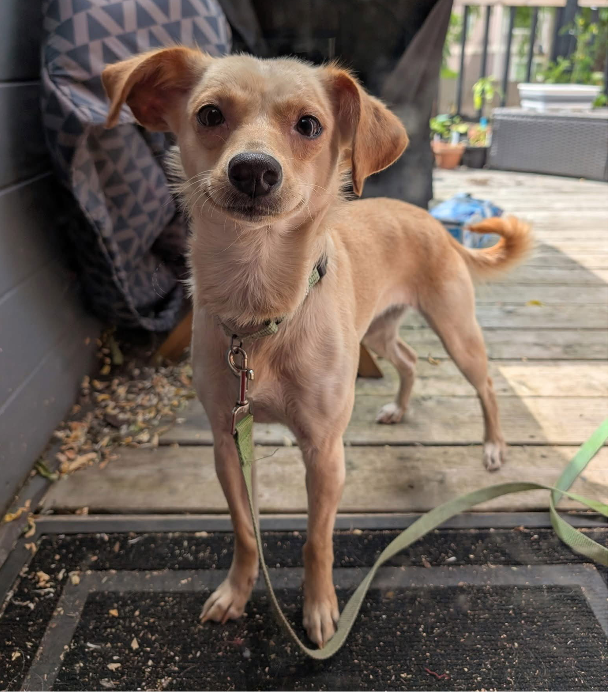 adoptable Dog in Seattle, WA named Princess