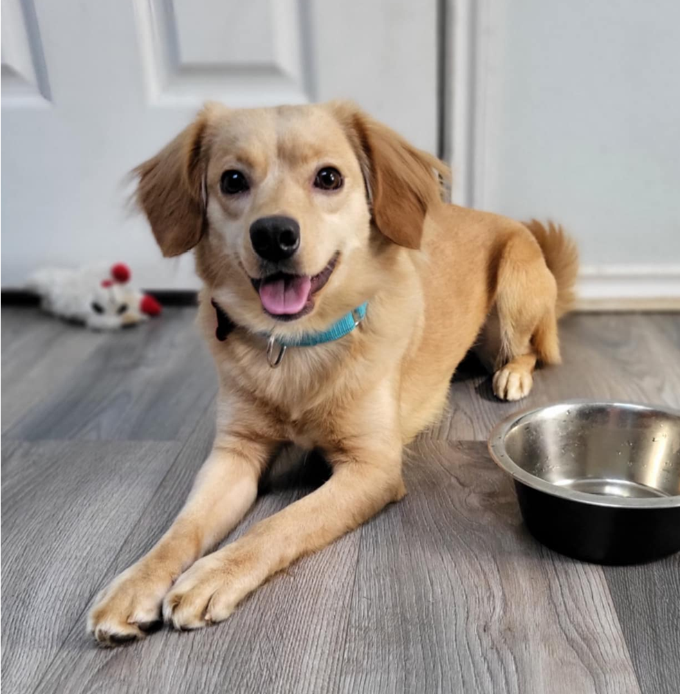 adoptable Dog in Seattle, WA named Bear