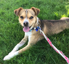 adoptable Dog in Seattle, WA named * Tino - adoption pending