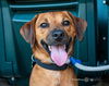 adoptable Dog in  named Chico