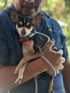 adoptable Dog in Seattle, WA named Brooklyn