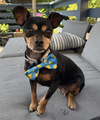 adoptable Dog in Seattle, WA named * Tinkerbelle - PENDING