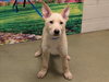Sherbert - Photo 6