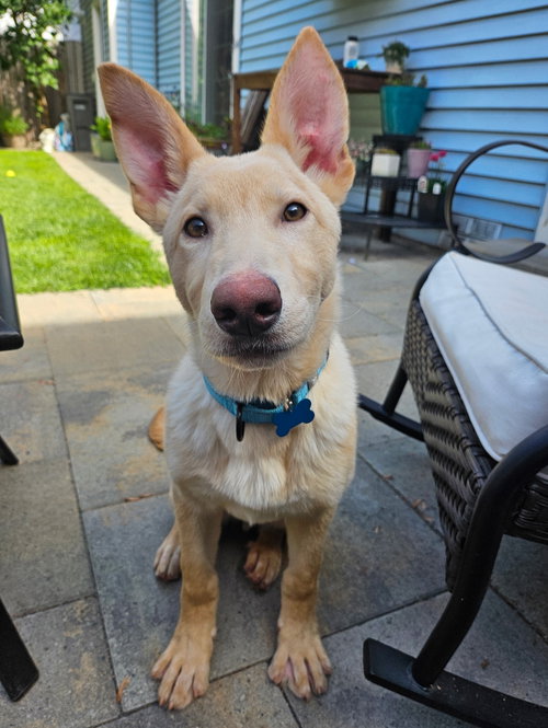 SHERBERT - German Shepherd Dog / White Swiss Shepherd Dog (Swiss Berger) available for adoption