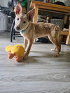 Sherbert - Photo 4