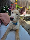 Sherbert - Photo 5