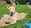 adoptable Dog in  named Sherbert