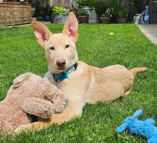 picture of the dog needing adoption