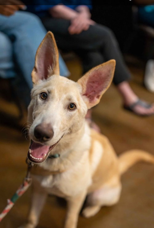 SHERBERT - German Shepherd Dog / White Swiss Shepherd Dog (Swiss Berger) available for adoption