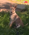 adoptable Dog in  named Strudel