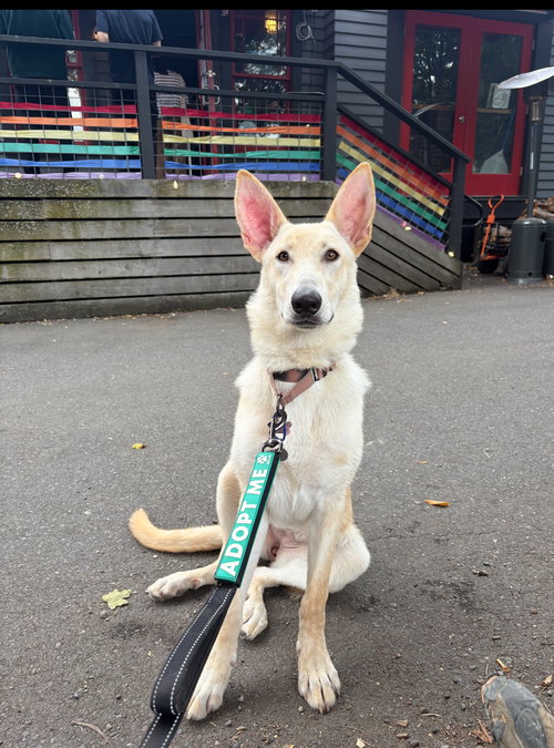 picture of the dog needing adoption