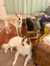 Strudel - Photo 2