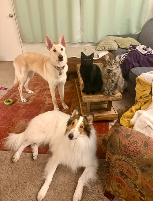STRUDEL - German Shepherd Dog / White Swiss Shepherd Dog (Swiss Berger) available for adoption