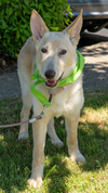 adoptable Dog in  named Sundae