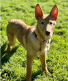 adoptable Dog in  named Sprinkle