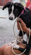 adoptable Dog in  named Glory