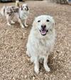 adoptable Dog in Seattle, WA named Louie