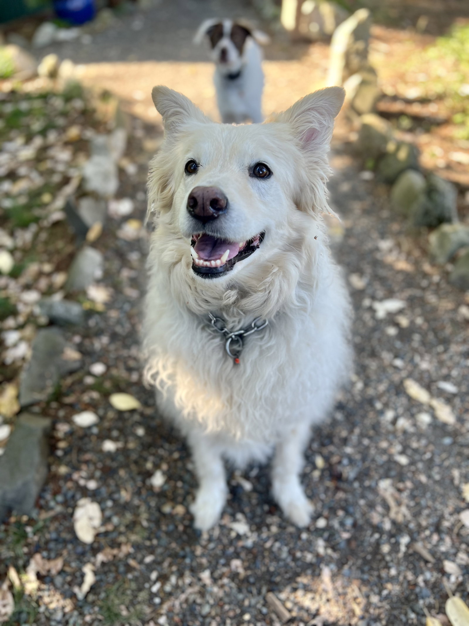 Louie the Great