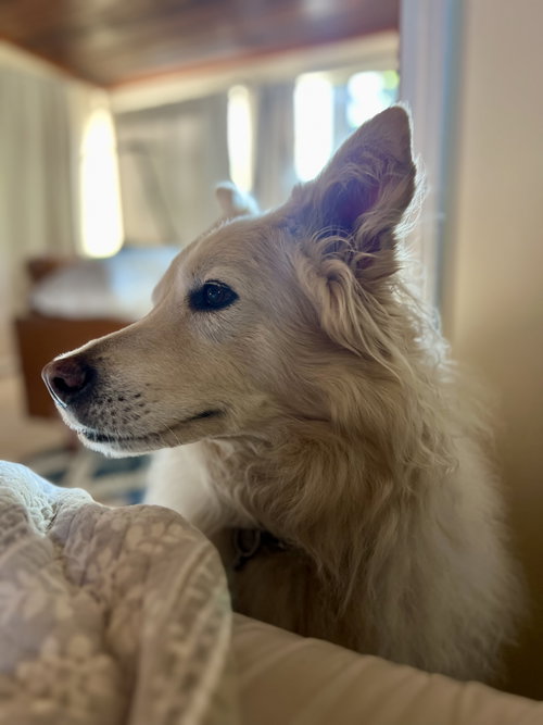 Louie the Great photo 3