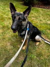 adoptable Dog in  named Gracie