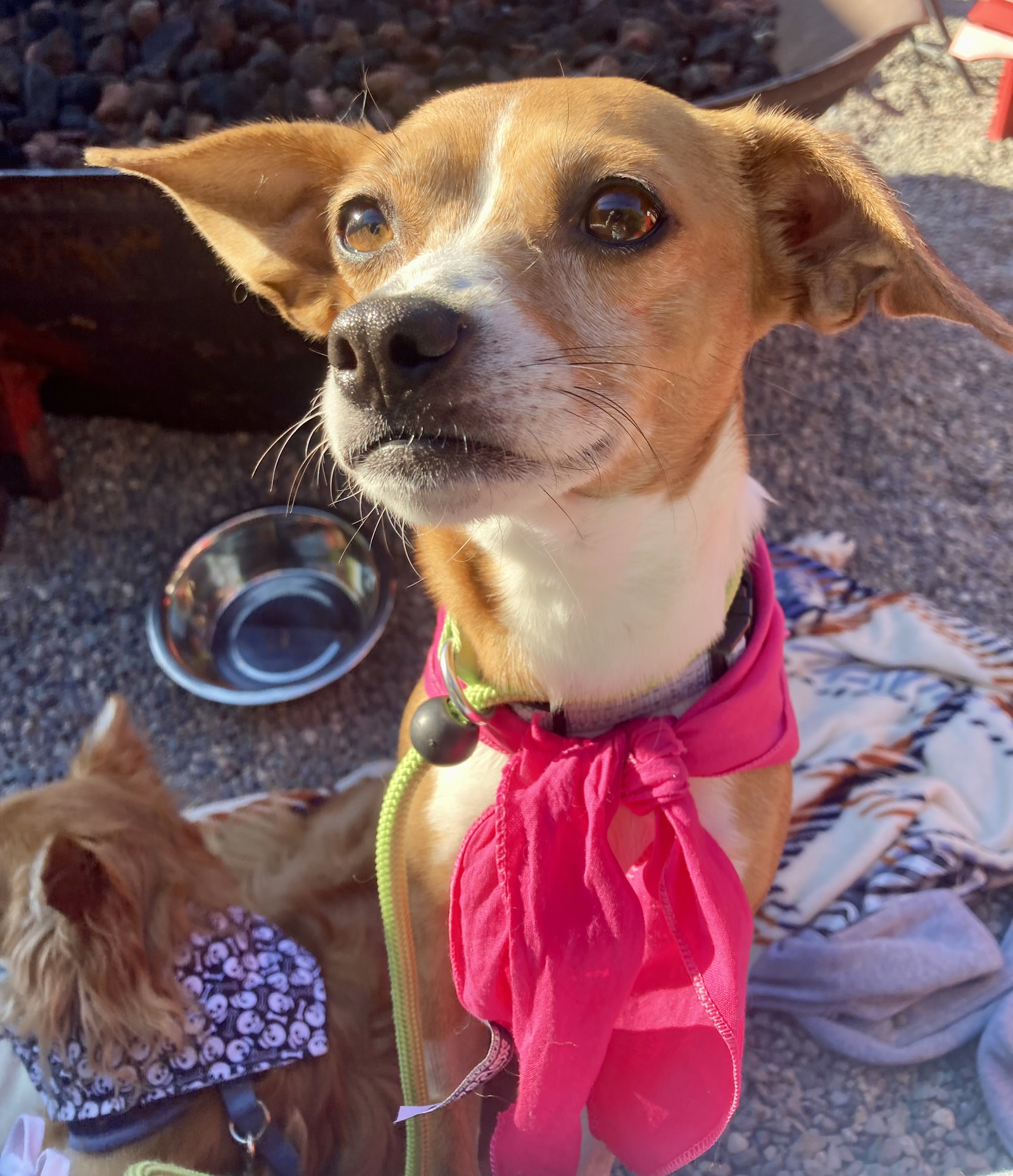 adoptable Dog in Seattle, WA named Ivy