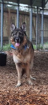Rico - Photo 3
