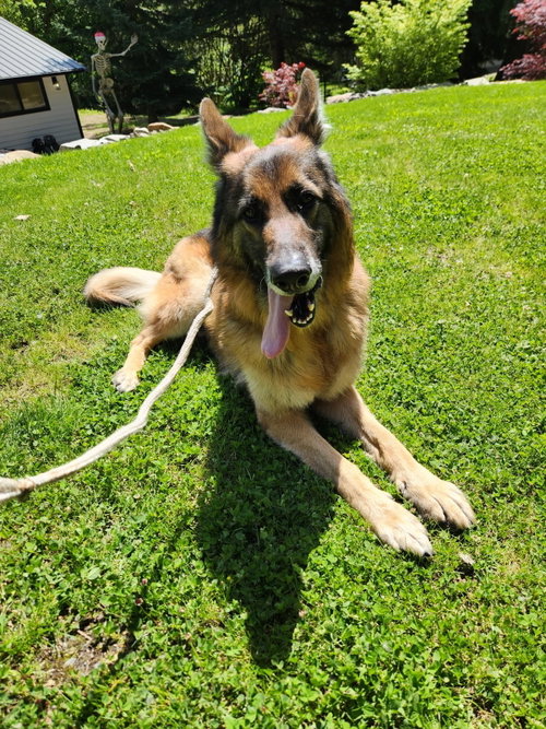 picture of the dog needing adoption