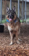 Rico - Photo 6