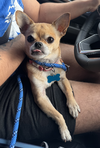 adoptable Dog in Seattle, WA named * PB - pending adoption