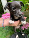 adoptable Dog in  named Stan