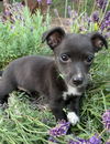 adoptable Dog in Seattle, WA named Stan