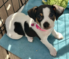 adoptable Dog in  named Libby