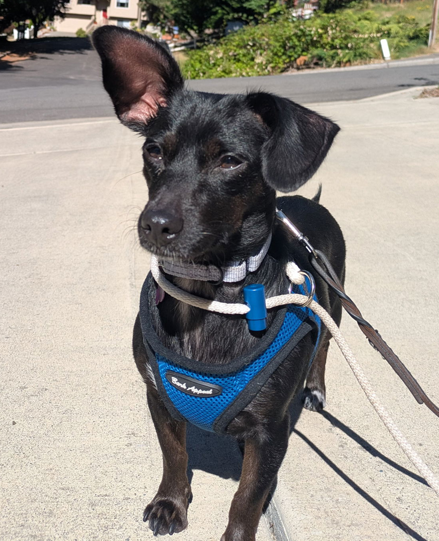 adoptable Dog in Seattle, WA named Mona