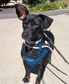 adoptable Dog in  named Mona