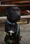 adoptable Dog in  named Huck