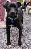 adoptable Dog in Seattle, WA named Huck