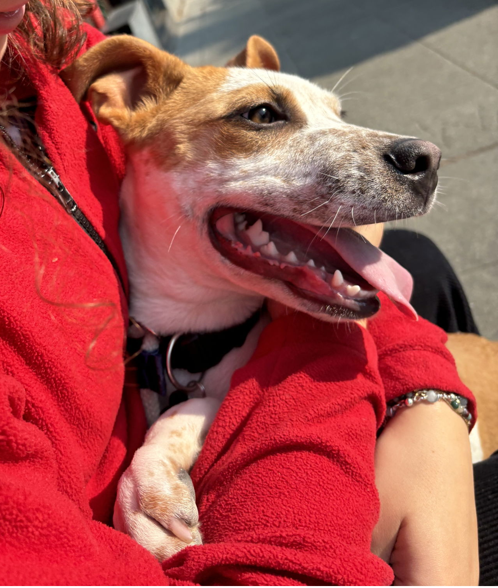 adoptable Dog in Seattle, WA named Bobo