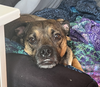 adoptable Dog in Seattle, WA named Dobby