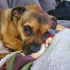 adoptable Dog in  named Anastasia
