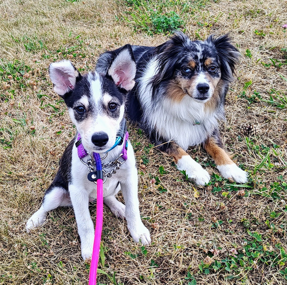 adoptable Dog in Seattle, WA named Zini
