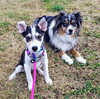 adoptable Dog in  named Zini