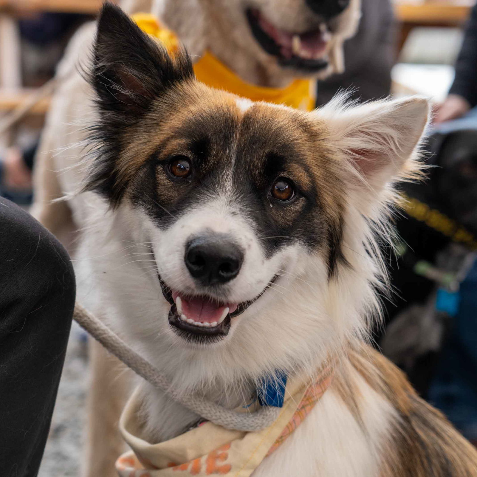 adoptable Dog in Seattle, WA named Feyra