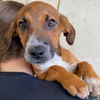 adoptable Dog in  named Mari