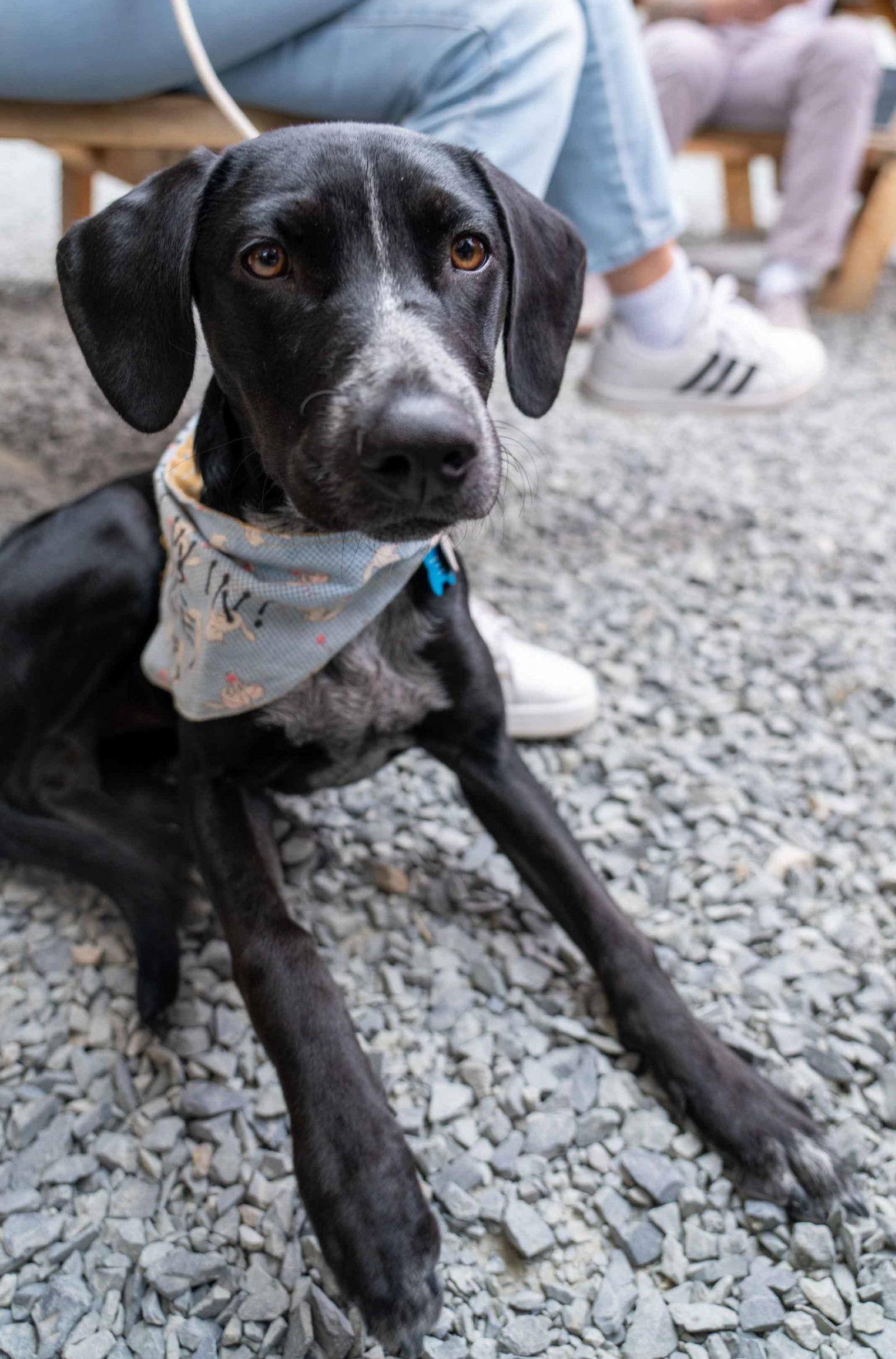 adoptable Dog in Seattle, WA named Sally