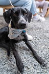 adoptable Dog in Seattle, WA named Sally