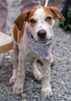 adoptable Dog in  named Blaze