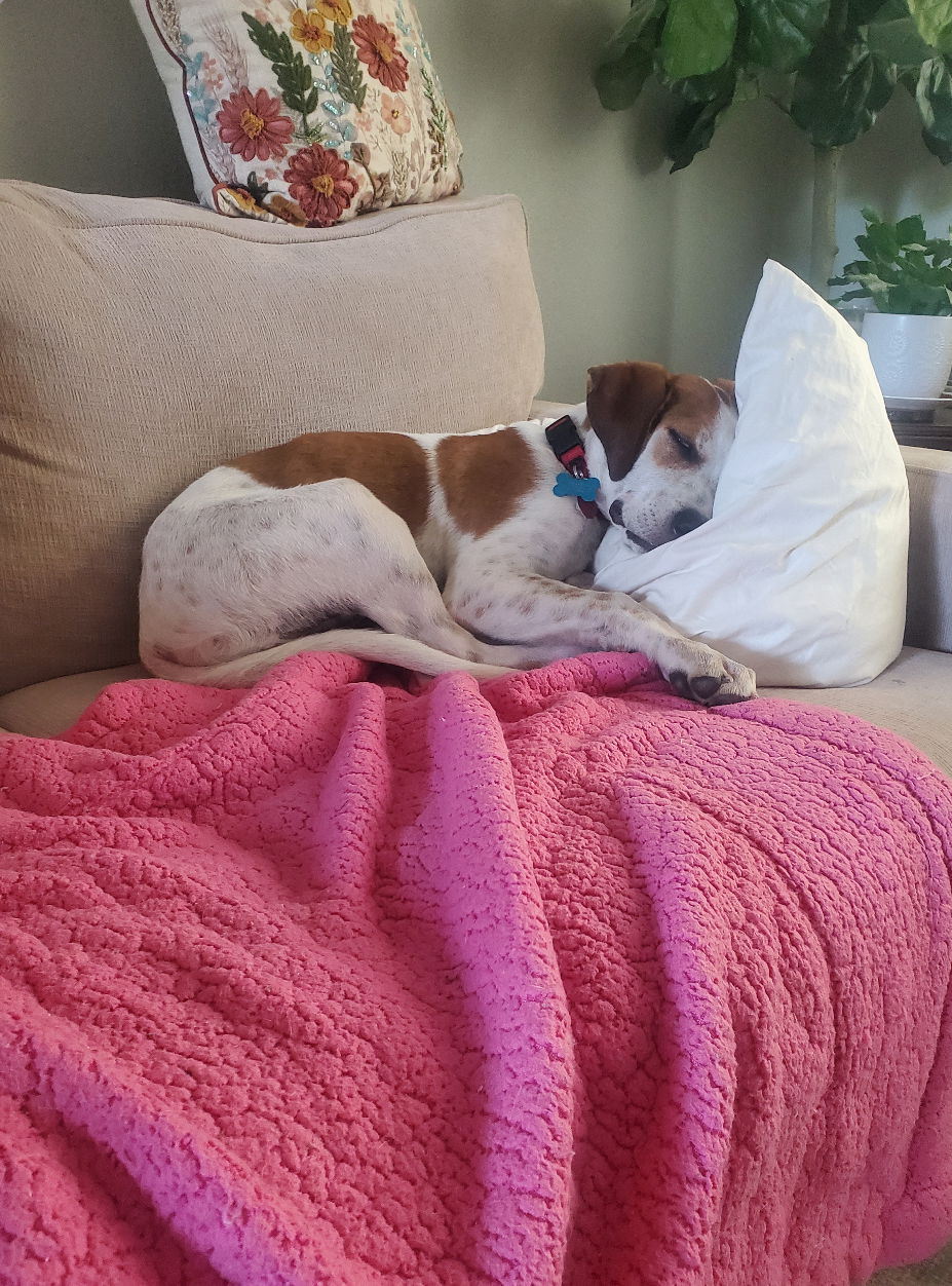 adoptable Dog in Seattle, WA named Blaze