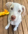 adoptable Dog in  named Lilo