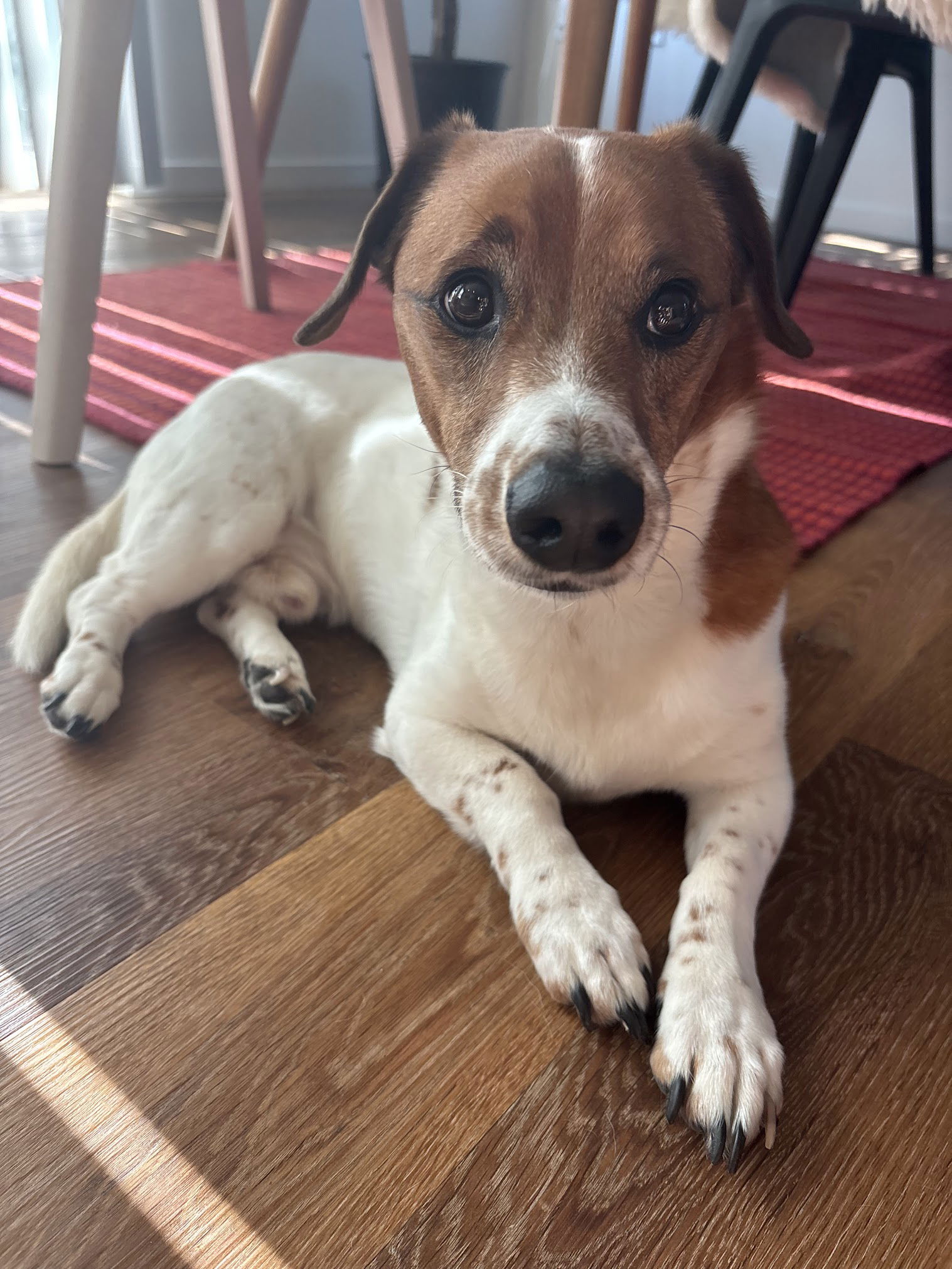adoptable Dog in Seattle, WA named Toby