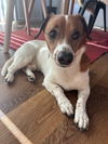 adoptable Dog in  named Toby